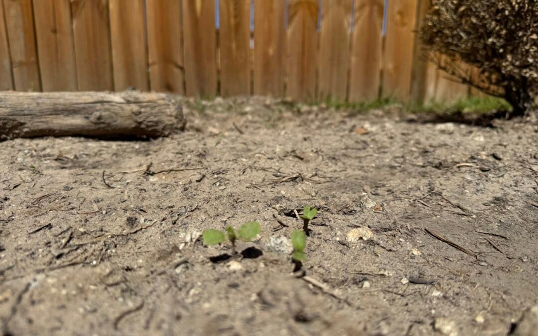 Gardening Builds Faith