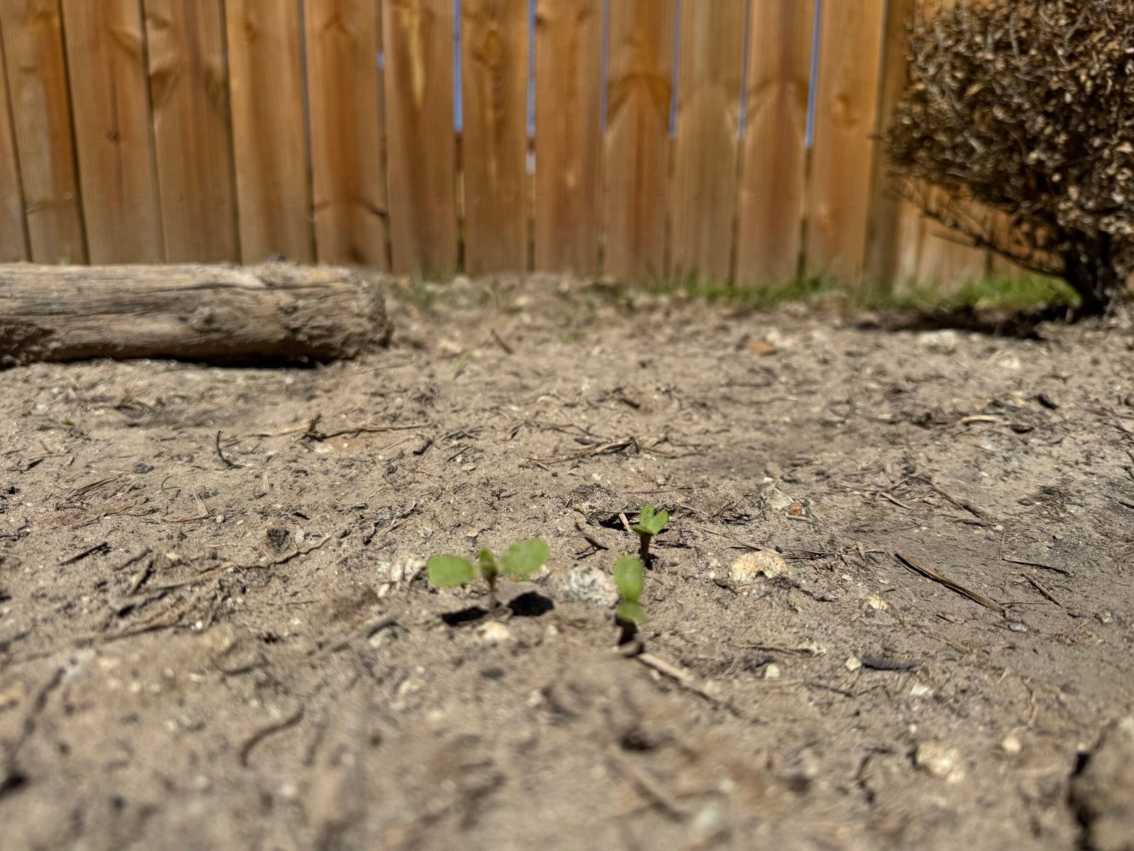 Gardening Builds Faith